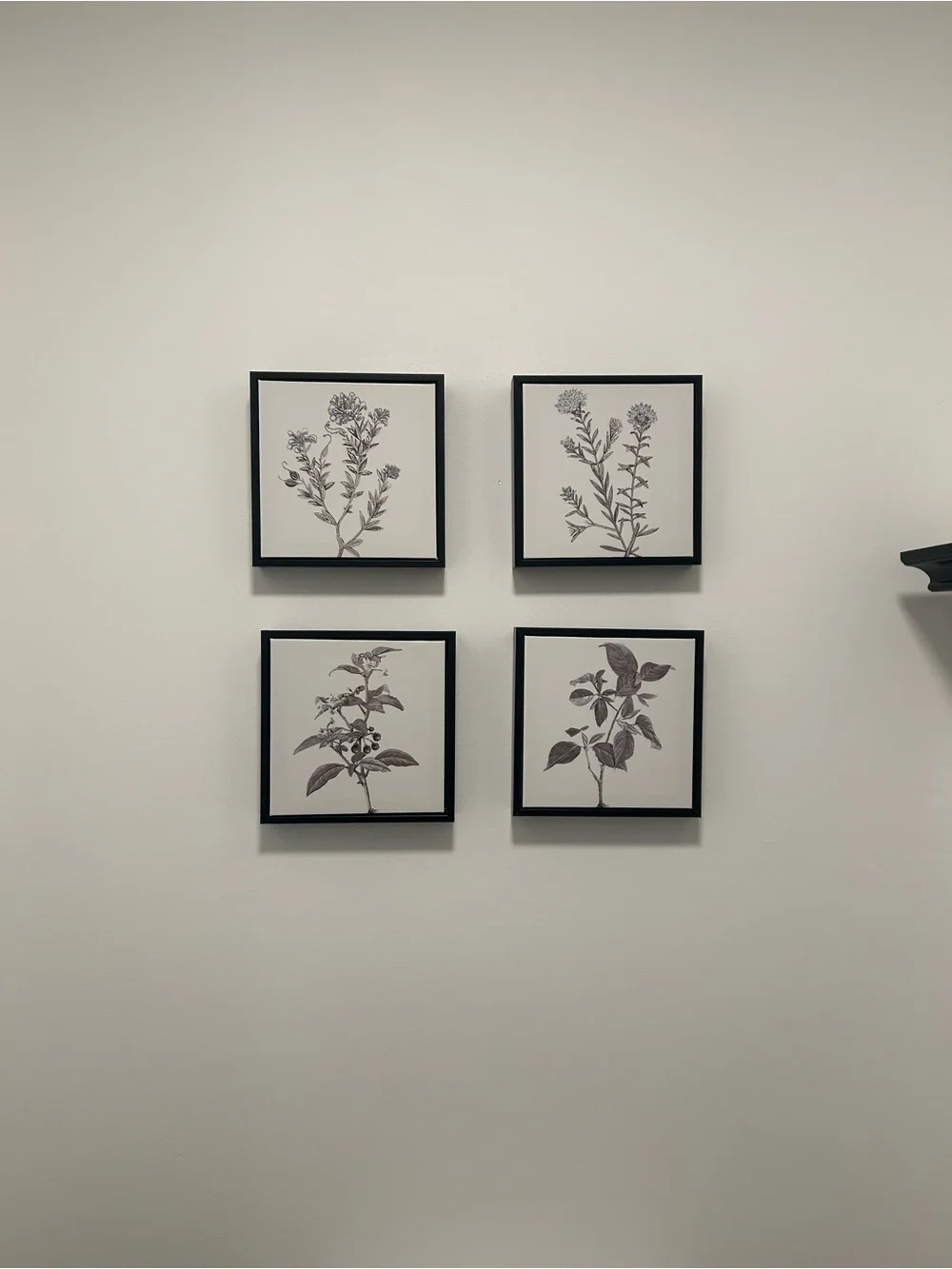 Botanical Wall Art Set - Black Frame, canvas Prints